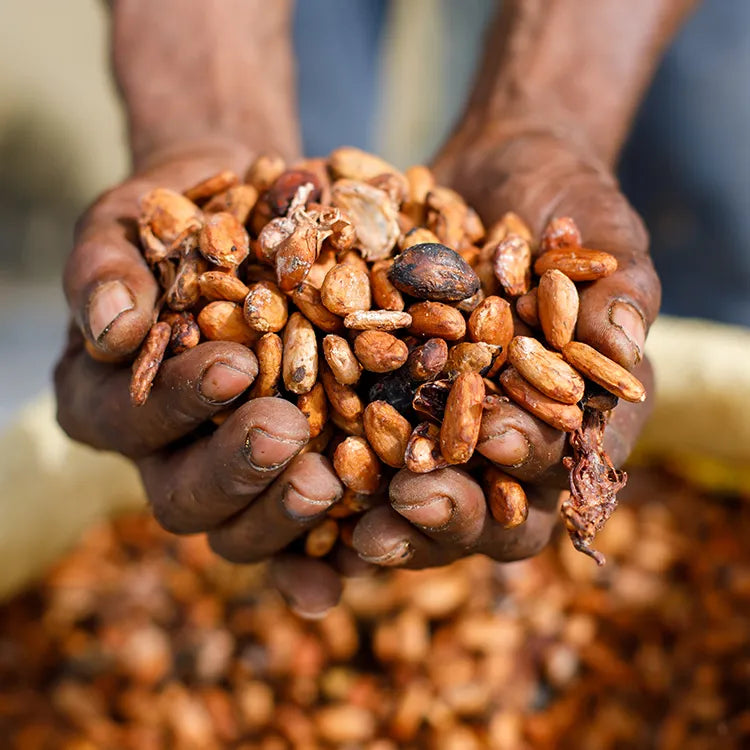 Hands holding a handful of dried cocoa beans with a blurred background